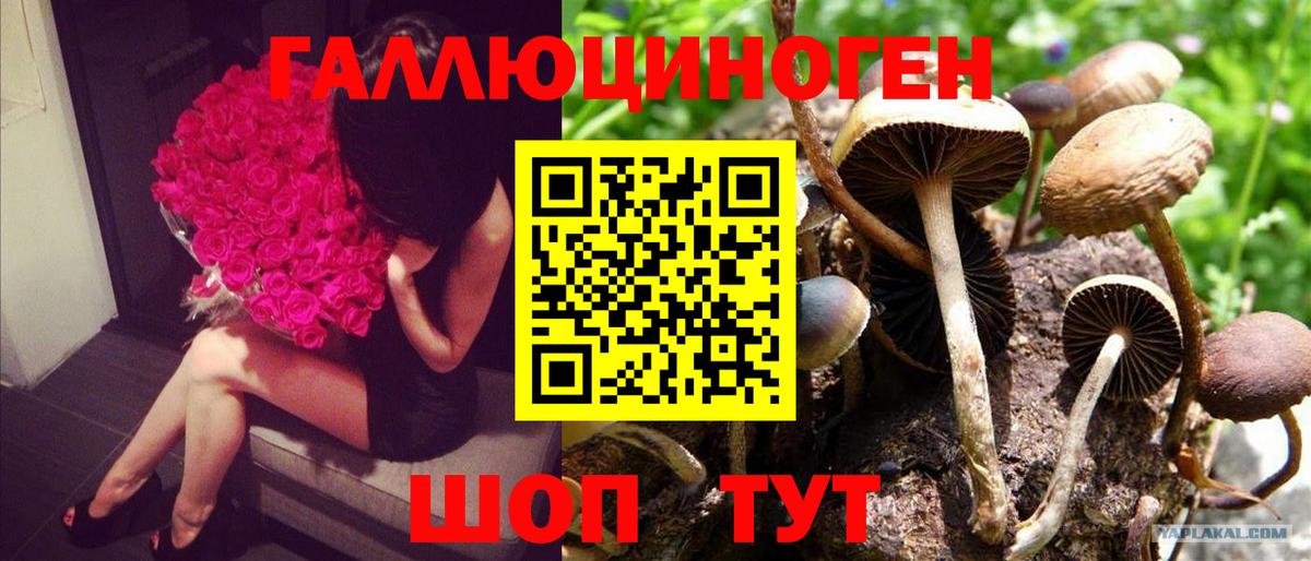 Псилоцибиновые грибы Psilocybe  Вход с VPN  даркнет сайт  Красноперекопск 